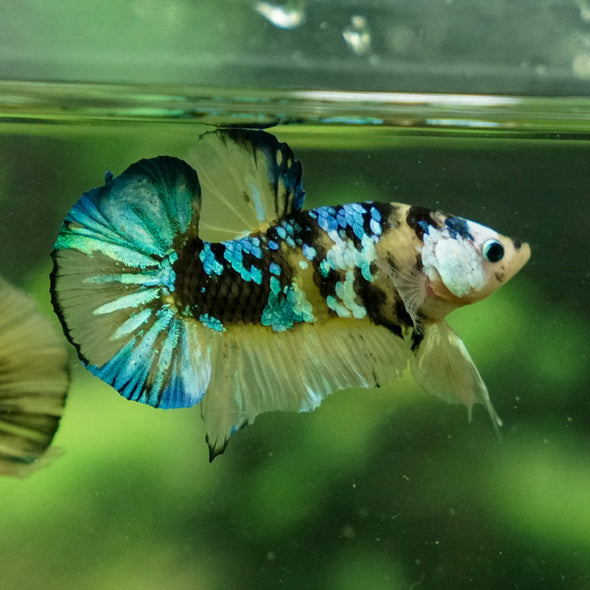 Multicolor/Galaxy Koi Plakat -15 weeks Old