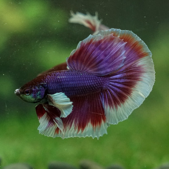 Dumbo Halfmoon - 12 weeks old