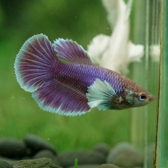 Dumbo Halfmoon - Female