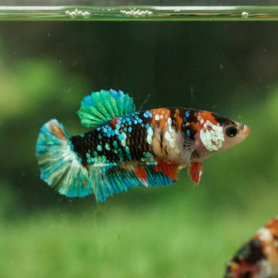 Multicolor/galaxy Koi Plakat- Female
