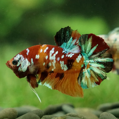 Multicolor/Galaxy Koi Plakat -12 weeks Old