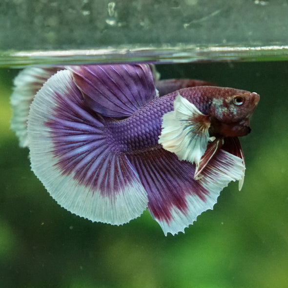 Dumbo Halfmoon - 12 weeks old