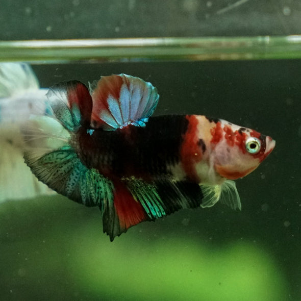 Multicolor/Galaxy Koi Plakat -11 weeks Old