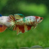 Multicolor Galaxy Halfmoon- Female