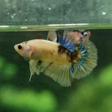 Multicolor/Galaxy Koi Plakat -11 weeks Old