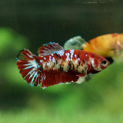 Multicolor/galaxy Koi Plakat- Female