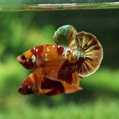 Copper/Gold Galaxy Koi Plakat - 13Weeks Old