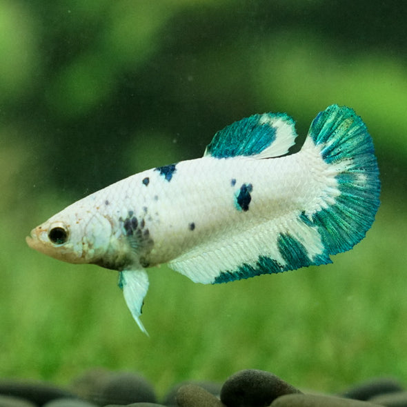 Blue/Green Dalmatian Plakat- Female