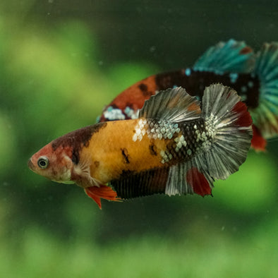 Multicolor/galaxy Koi Plakat- Breeder Grade Female