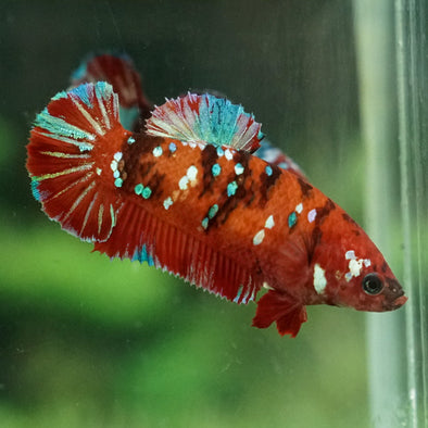 Multicolor/galaxy Koi Plakat- Female