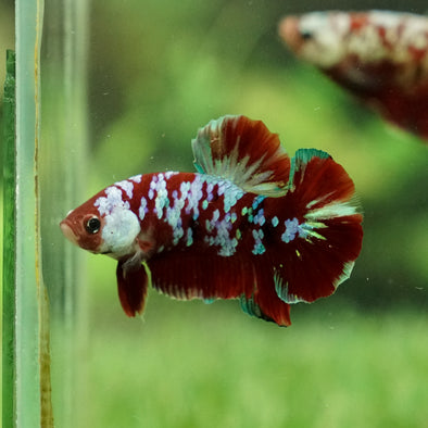 Multicolor/Galaxy Koi Plakat -16 weeks Old