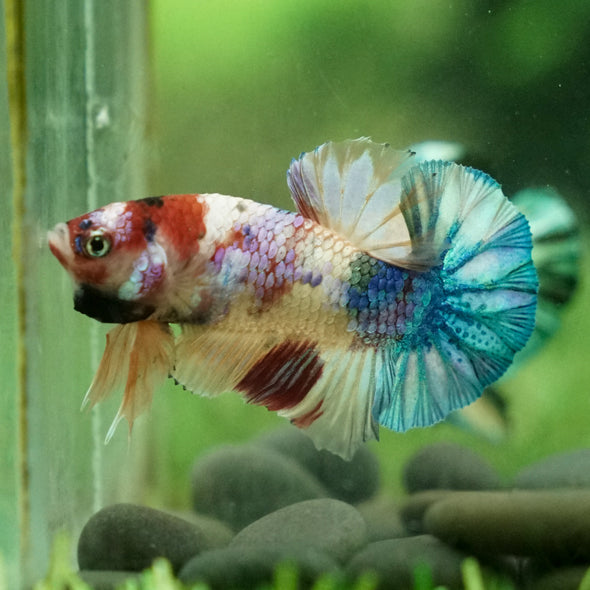 Multicolor/Galaxy Koi Plakat -11 weeks Old