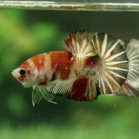 Multicolor/Galaxy Koi Plakat -11 weeks Old