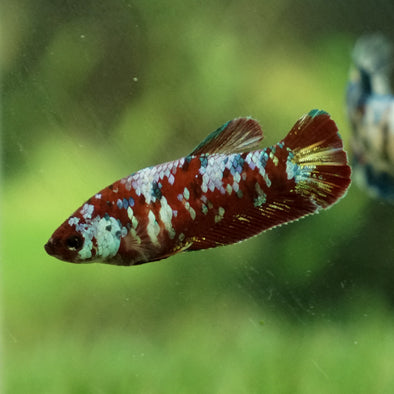 Multicolor/galaxy Koi Plakat- Female