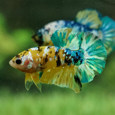 Multicolor/Galaxy Koi Plakat -14 weeks Old