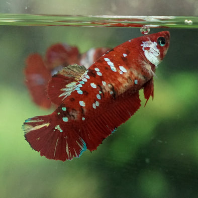 Multicolor/galaxy Koi Plakat- Female