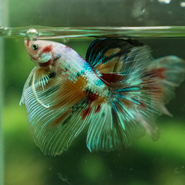 Galaxy Koi Halfmoon - 14 weeks old