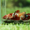 Multicolor/galaxy Koi Plakat- Female