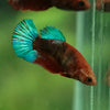 Red Fancy Plakat 13 Week Old- Female