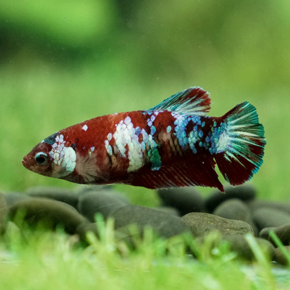 Multicolor/galaxy Dumbo Koi Plakat- Female