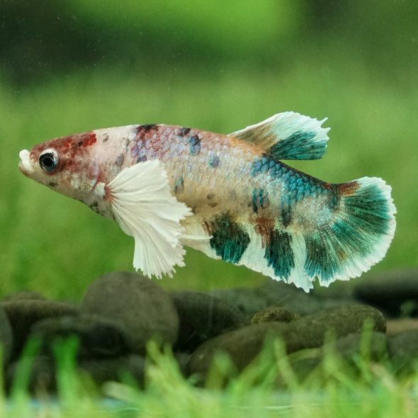 Multicolor/galaxy Dumbo Koi Plakat- Female