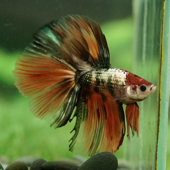 Galaxy Koi Halfmoon - 12 weeks old