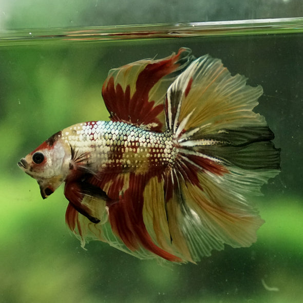 Galaxy Koi Halfmoon - 14 weeks old