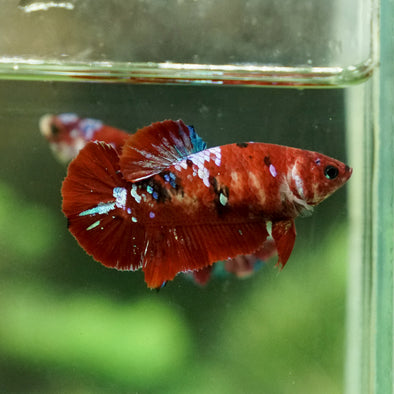Multicolor/galaxy Koi Plakat- Female