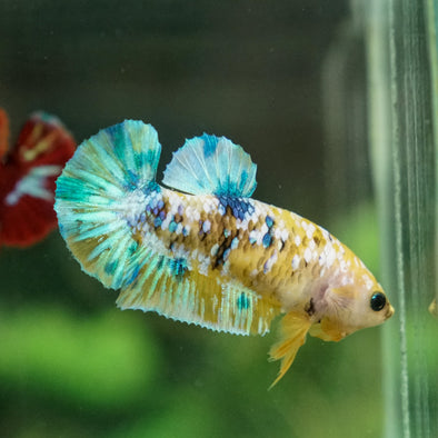 Multicolor/galaxy Koi Plakat- Female