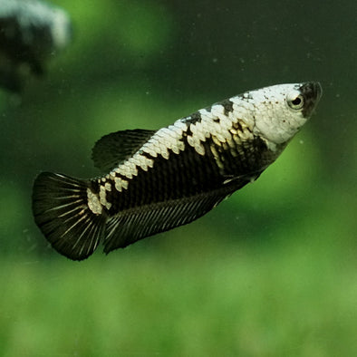 Samurai Plakat 11 week - Female