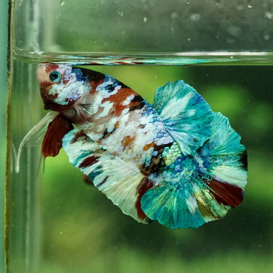 Giant Hybrid Multicolor/Galaxy Koi Plakat -15 weeks Old