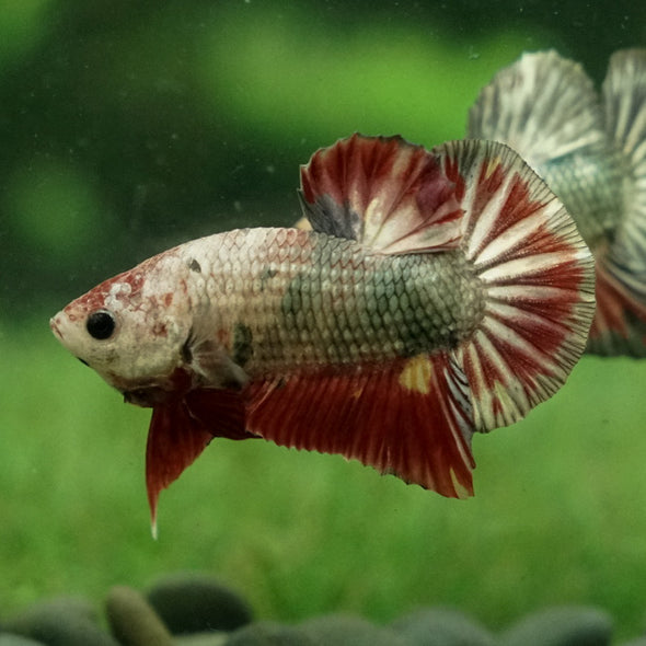 Multicolor/Galaxy Koi Plakat -11 weeks Old