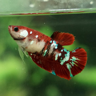 Multicolor/galaxy Koi Plakat- Female