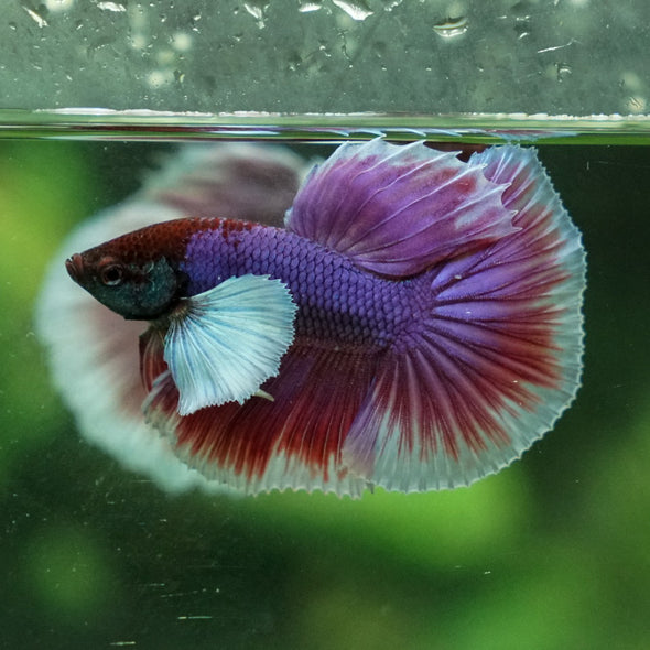 Dumbo Halfmoon - 12 weeks old