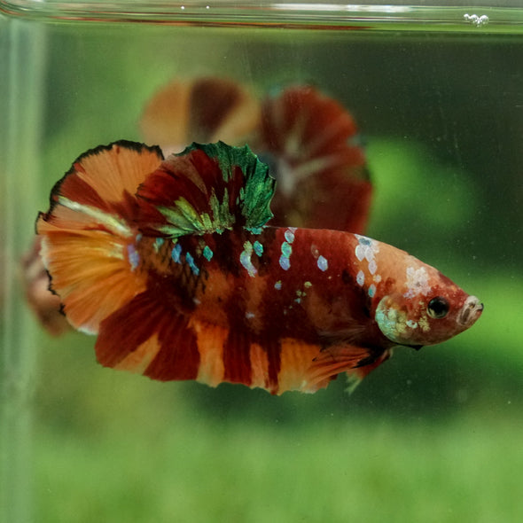 Giant Hybrid Multicolor/Galaxy Koi-15 weeks Old