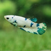 Blue/Green Dalmatian Plakat- Female