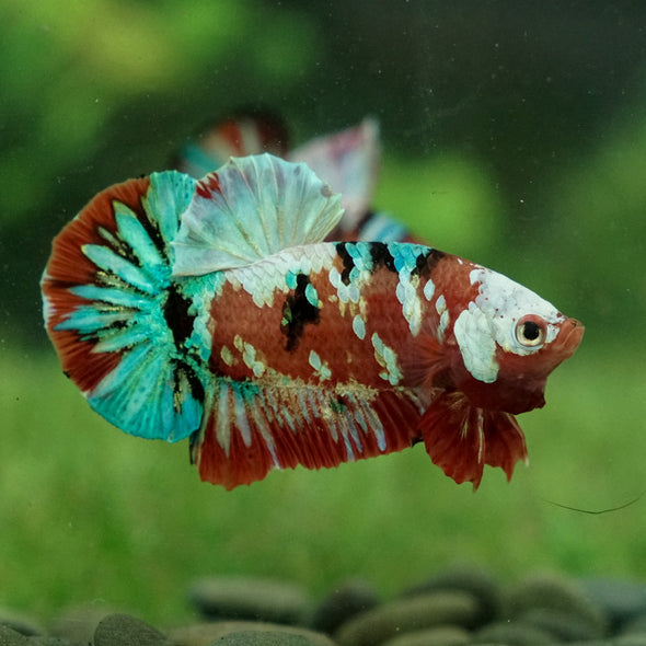 Multicolor/Galaxy Koi Plakat -15 weeks Old