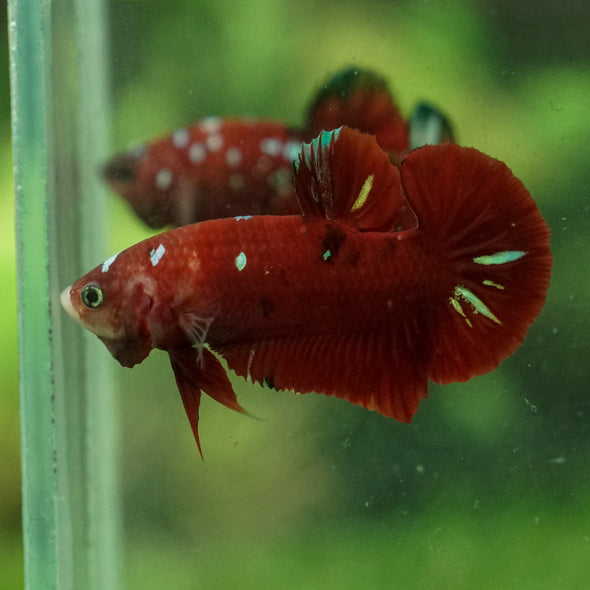 Multicolor/Galaxy Koi Plakat -13 weeks Old