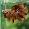 Galaxy Koi Halfmoon - 12 weeks old