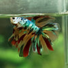 Galaxy Koi Halfmoon - 12 weeks old