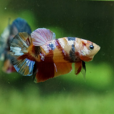 Multicolor/Galaxy Koi Plakat -15 weeks Old