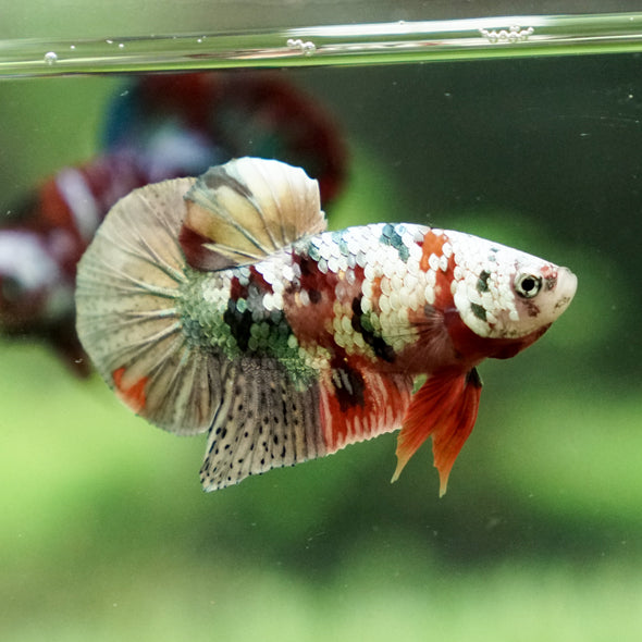 Copper/Gold Galaxy Koi Plakat - 14 Weeks Old