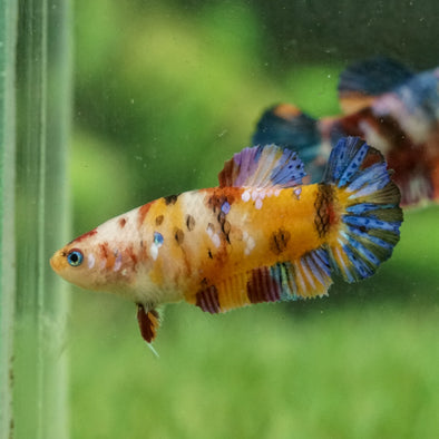 Galaxy Koi Plakat- Female