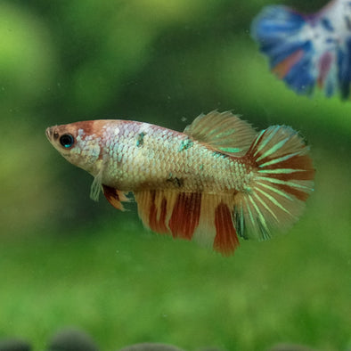 Multicolor Galaxy Halfmoon- Female