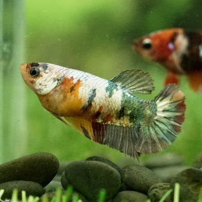Multicolor/galaxy Koi Plakat- Female