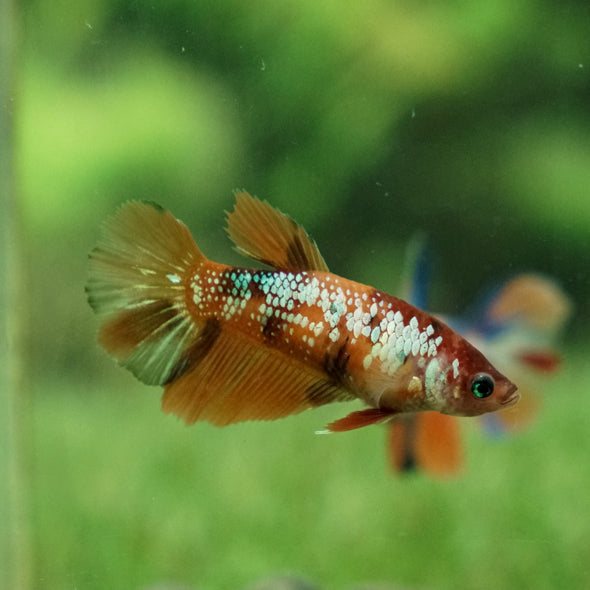 Koi Halfmoon Female - 12 weeks old