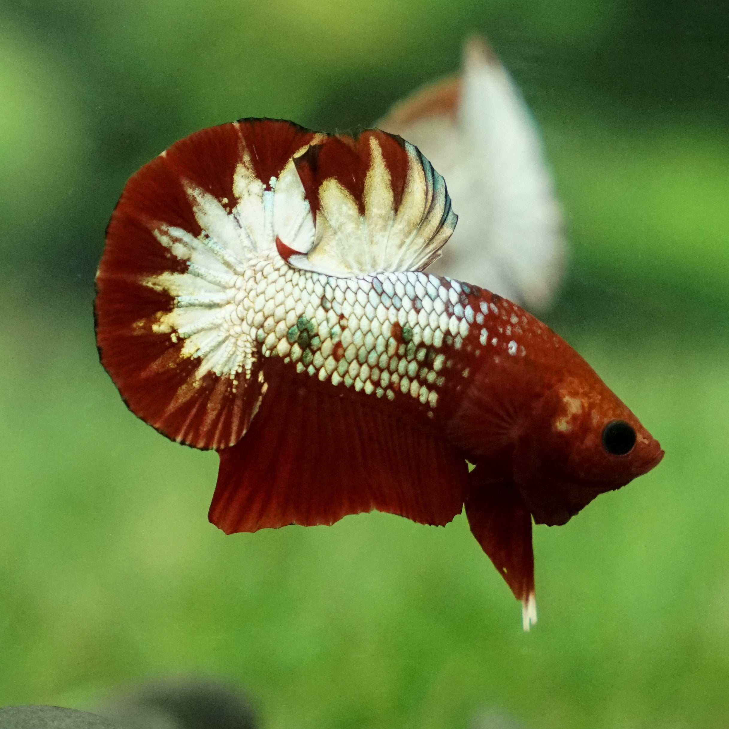 Fancy Copper Red Plakat, Male Betta Fish
