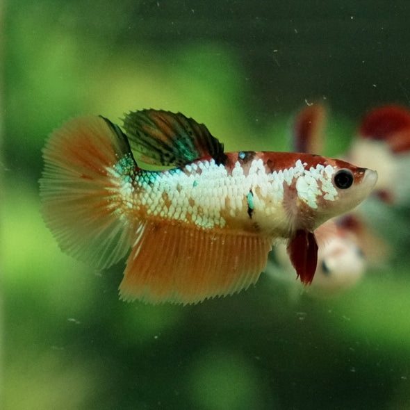 Koi Halfmoon - Female