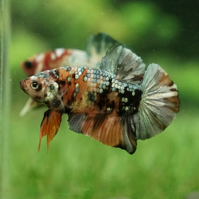 Multicolor/Galaxy Koi Plakat -12 weeks Old