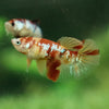 Koi Halfmoon - Female